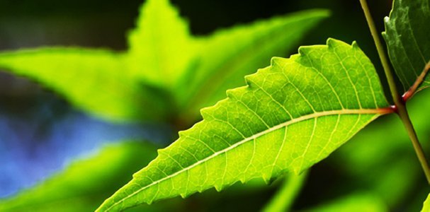Neem Tree Medicine Ayurveda - HIV treatment