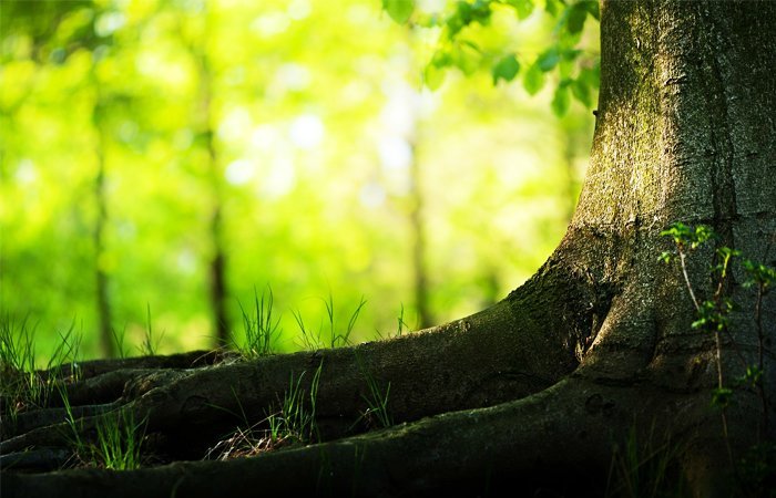 Vrukshayurveda in every home-Itoozhi Ayurveda