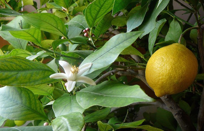 The medicinal lemon