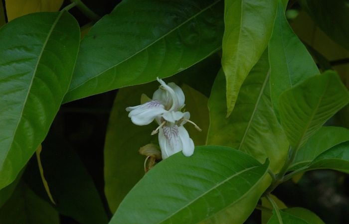 Adalodakam - cough reliever in ayurvedic herbs garden