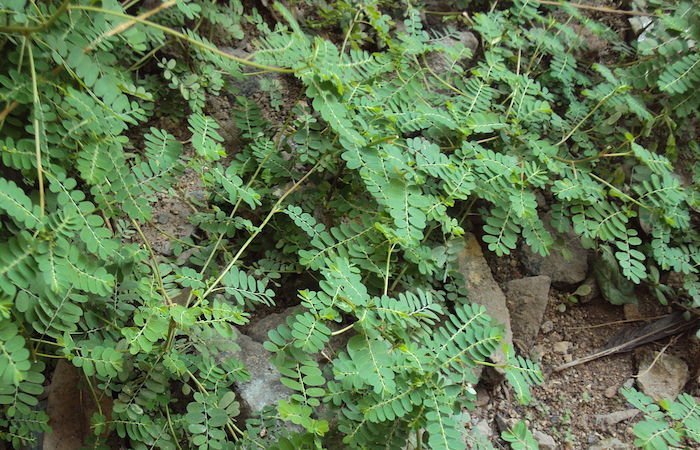 kidney stone breaker keezharnelli