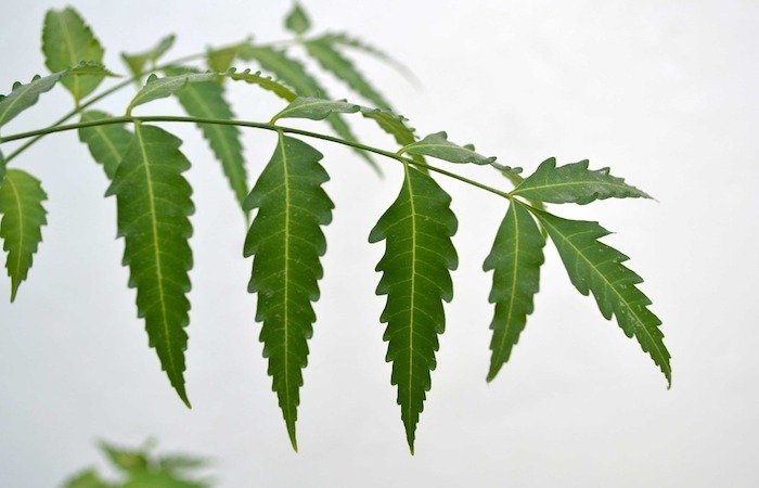neem tree