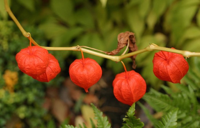 Ashwagandha Uses-and-Benefits