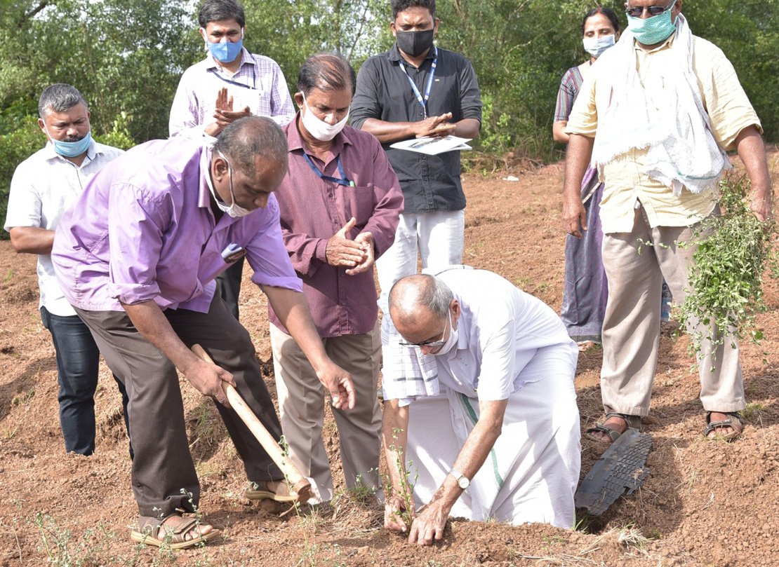 Bala-(Kurumthotti)-cultivation-with-1-Lakh-saplings-in-Kannur--Kerala
