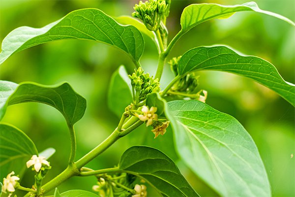 Madhunashini-Sugar-destroyer-in-Ayurveda-Fight-Diabetes